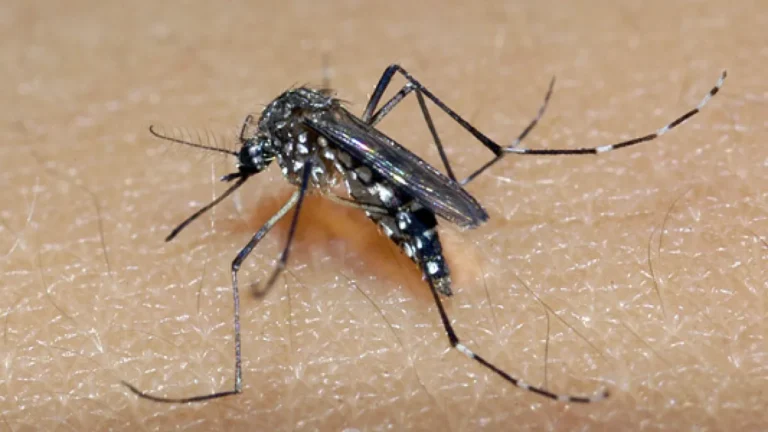 Campinas (SP) registra primeira morte por chikungunya da história
