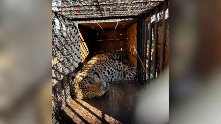 Onça que devorou caseiro chega a instituto mantenedor de animais em SP