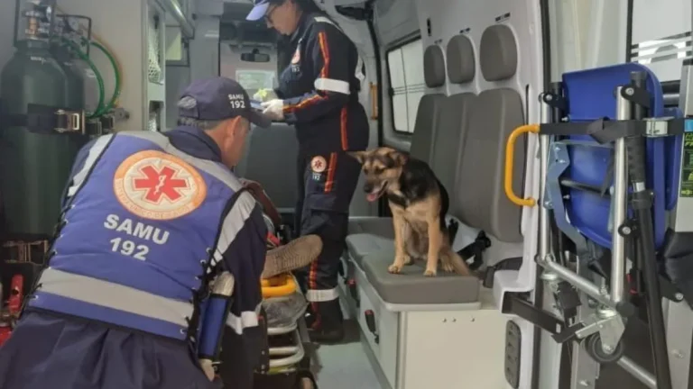 Vídeos: Cadela se recusa a abandonar tutor atropelado e entra em ambulância