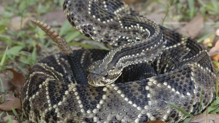 Criança de 4 anos morre após picada de cobra no RN