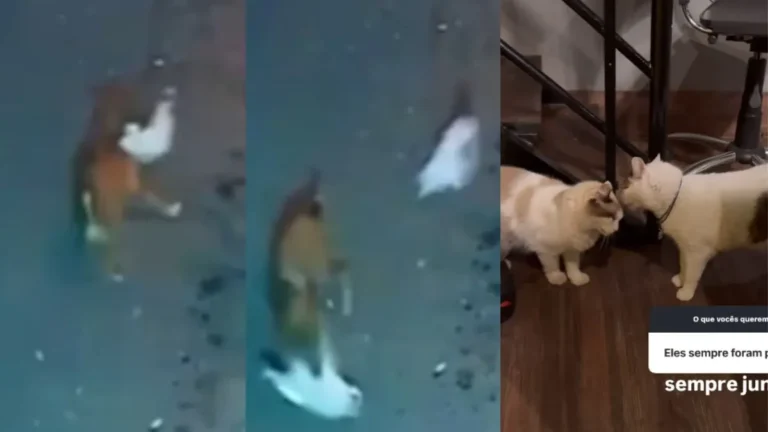 Vídeo: Gato enfrenta cão para salvar gata que estava sendo atacada em SP