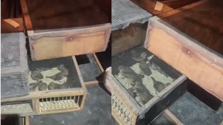 Homem é preso em flagrante por tráfico de 667 pássaros silvestres no RJ