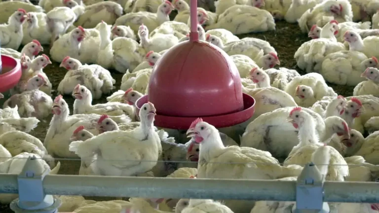 Como foi a infecção dos animais no RS? Entenda possível relação entre casos