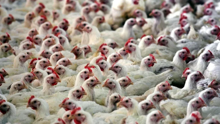 Fávaro: foi iniciado diálogo para diminuir restrição ao frango do Brasil