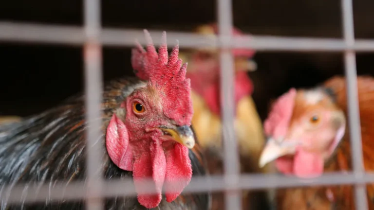 Gripe aviária: trabalhador de granja no RS é isolado por possível infecção