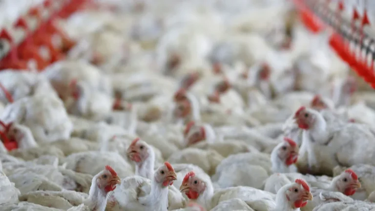 China emite proibição à importação de carne de frango de todo Brasil