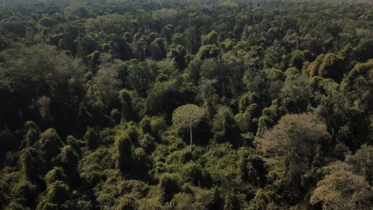 Rumo à COP30: Construindo um Brasil protagonista na economia verde