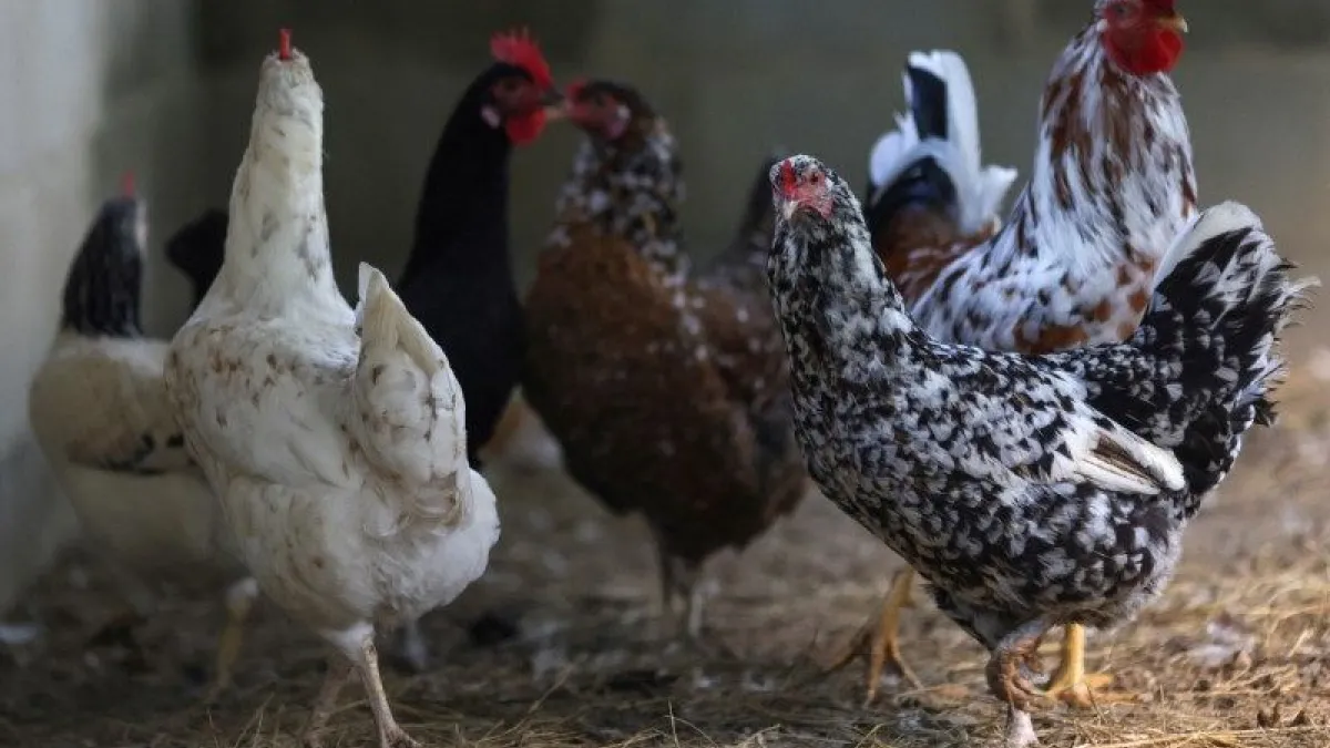 Rússia retoma compras de frango do Brasil, mas mantém embargo ao RS