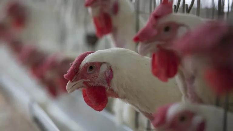 ABPA confirma queda na exportação de carne de frango após gripe aviária