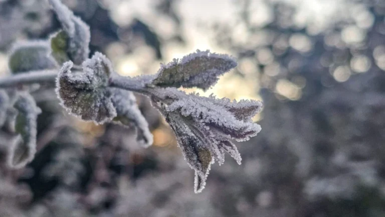 Onda de frio: mais de 30 cidades gaúchas registram temperaturas negativas