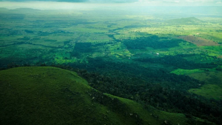 Grilagem na Amazônia: 93% das decisões judiciais não resultam em punição