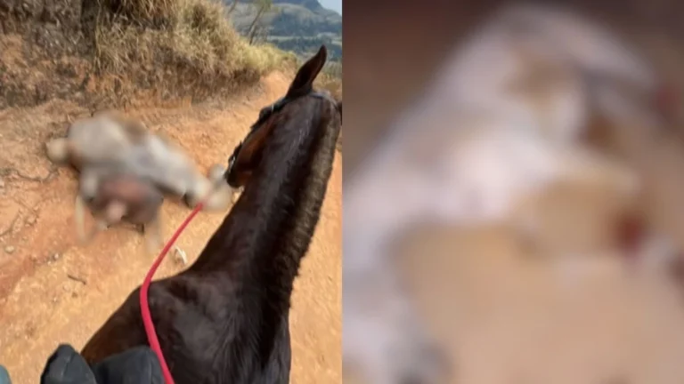 Cavalo mutilado estava vivo quando teve patas cortadas, aponta perícia