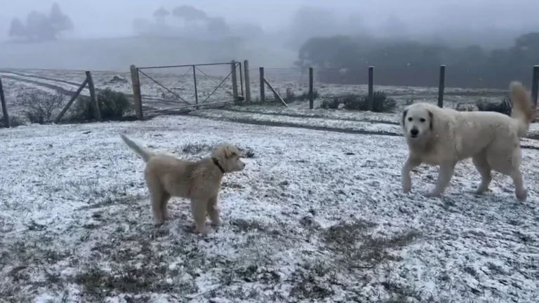 Vídeo: Sul amanhece com neve neste sábado e com temperaturas congelantes