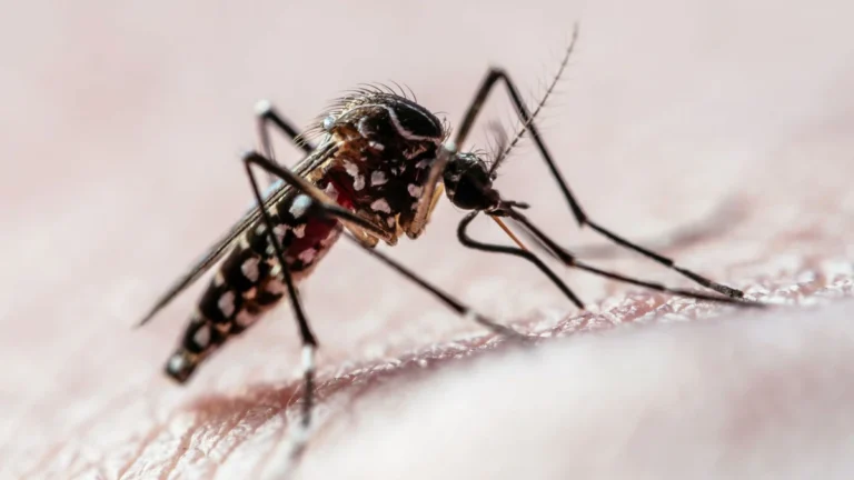 AGU aciona STF por autorização para pagar pensão a vítimas da Zika