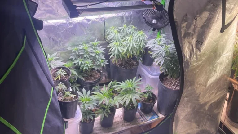 Estufas de maconha são descobertas dentro de apartamento em Salvador