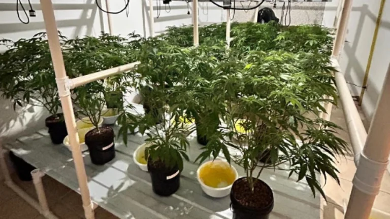 “Super maconha”: plantação de organização criminosa é descoberta em SC