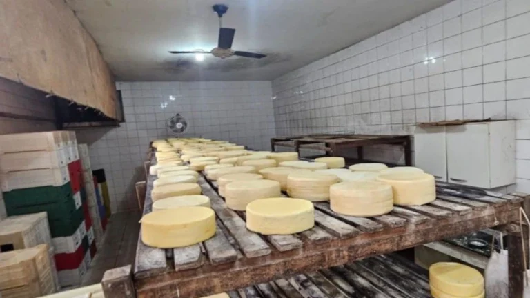Queijaria clandestina é interditada e mais de 250 kg de queijo vão pro lixo