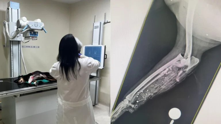 Cadela baleada e creche invadida marcaram confronto na Zona Norte do Rio