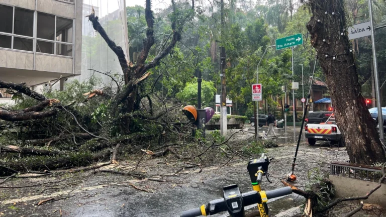 Chuva e ventos em SP: árvores caem e interditam rua na região da Paulista