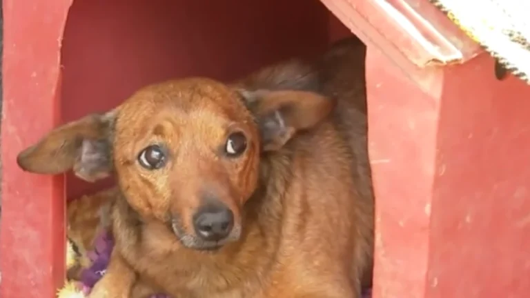 Cachorro anda 12 km sozinho e comparece a velório de tutor em MG