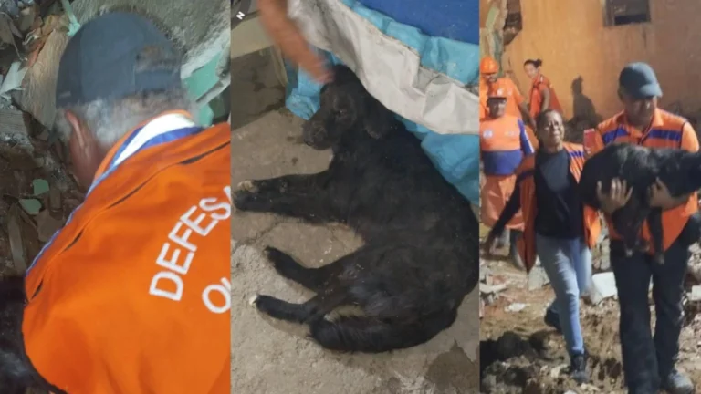 PE: Após 35 horas soterrado, cachorro é resgatado com vida de escombros