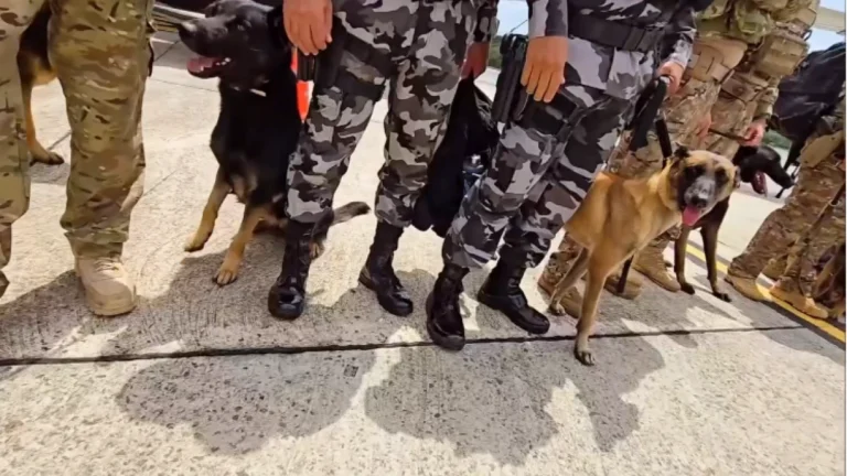COP30: Cães farejadores da PF chegam à Belém para garantir segurança
