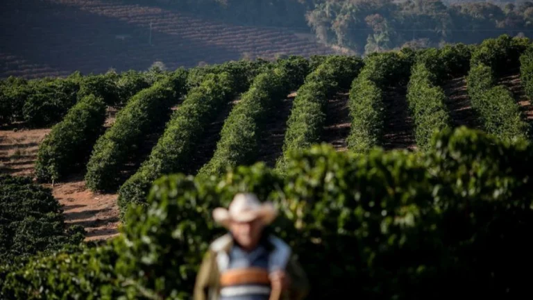 Governo trabalha “dois caminhos” para isentar café em reunião com Trump