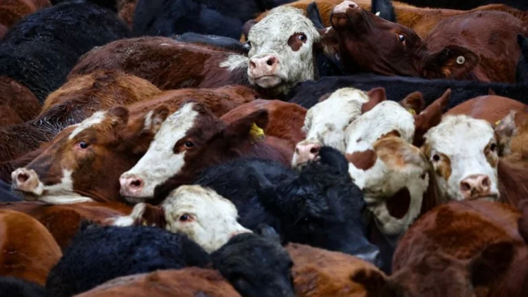 Exportadores de carne argentinos comemoram expansão do mercado aos EUA