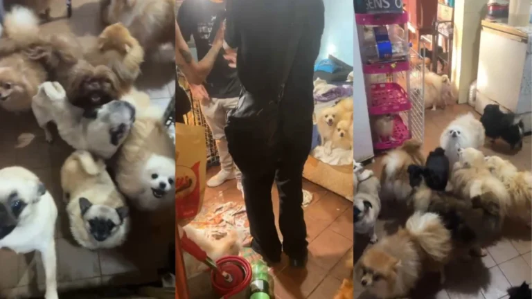 Mais de 70 cachorros em situação de maus-tratos são resgatados na Grande SP