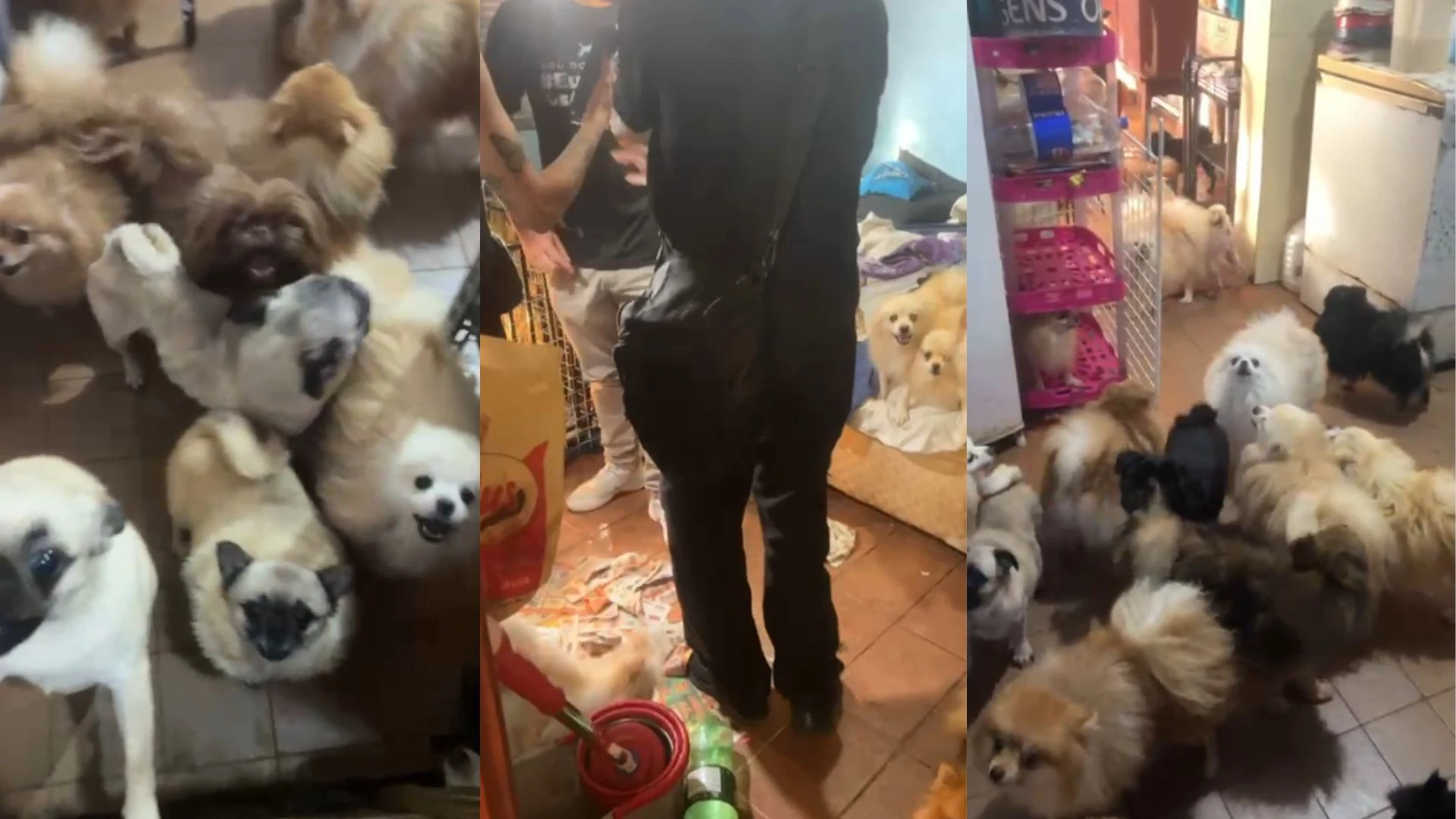 Mais de 70 cachorros em situação de maus-tratos são resgatados na Grande SP