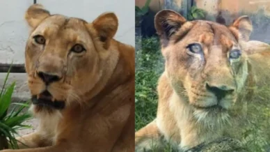 PB: parque onde jovem foi morto por leoa não considerou sacrificar animal