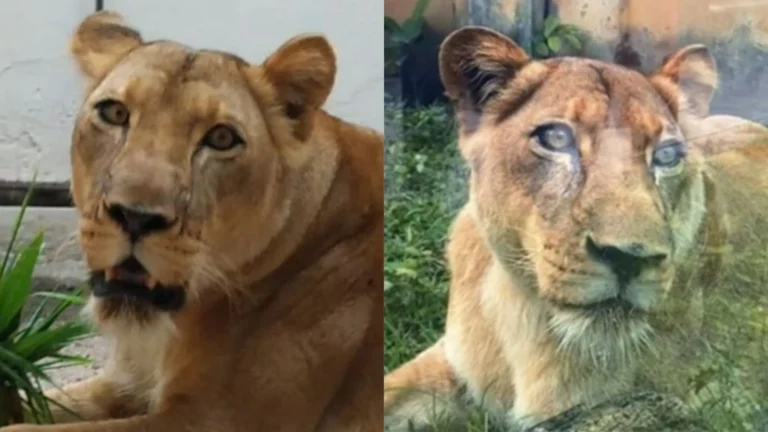 PB: parque onde jovem foi morto por leoa não considerou sacrificar animal