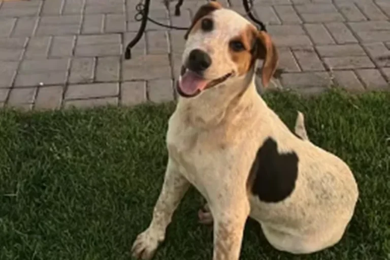 Após crueldade com cão Orelha, cachorro Abacate morre baleado