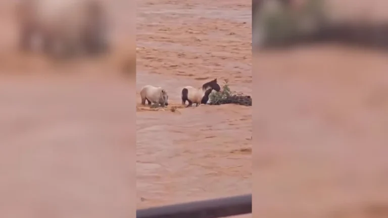 Cavalos ficam ilhados no Rio São Francisco e são resgatados por moradores