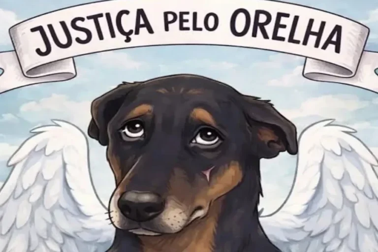 Após DF, RJ e SP, cidades organizam atos por justiça ao cão Orelha