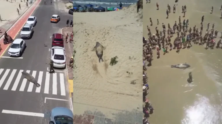 Vídeo: Elefante-marinho “passeia” pela rua e surpreende pessoas no RS