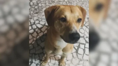 Suspeitos de matar cão Orelha tentaram afogar outro cachorro, diz polícia
