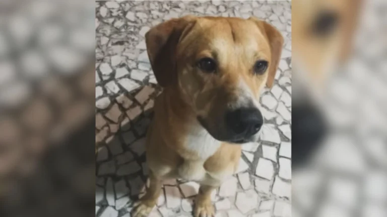 Suspeitos de matar cão Orelha tentaram afogar outro cachorro, diz polícia