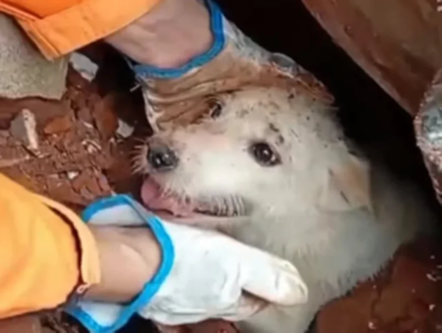Doguinho é retirado dos escombros em cena emocionante em Juiz de Fora