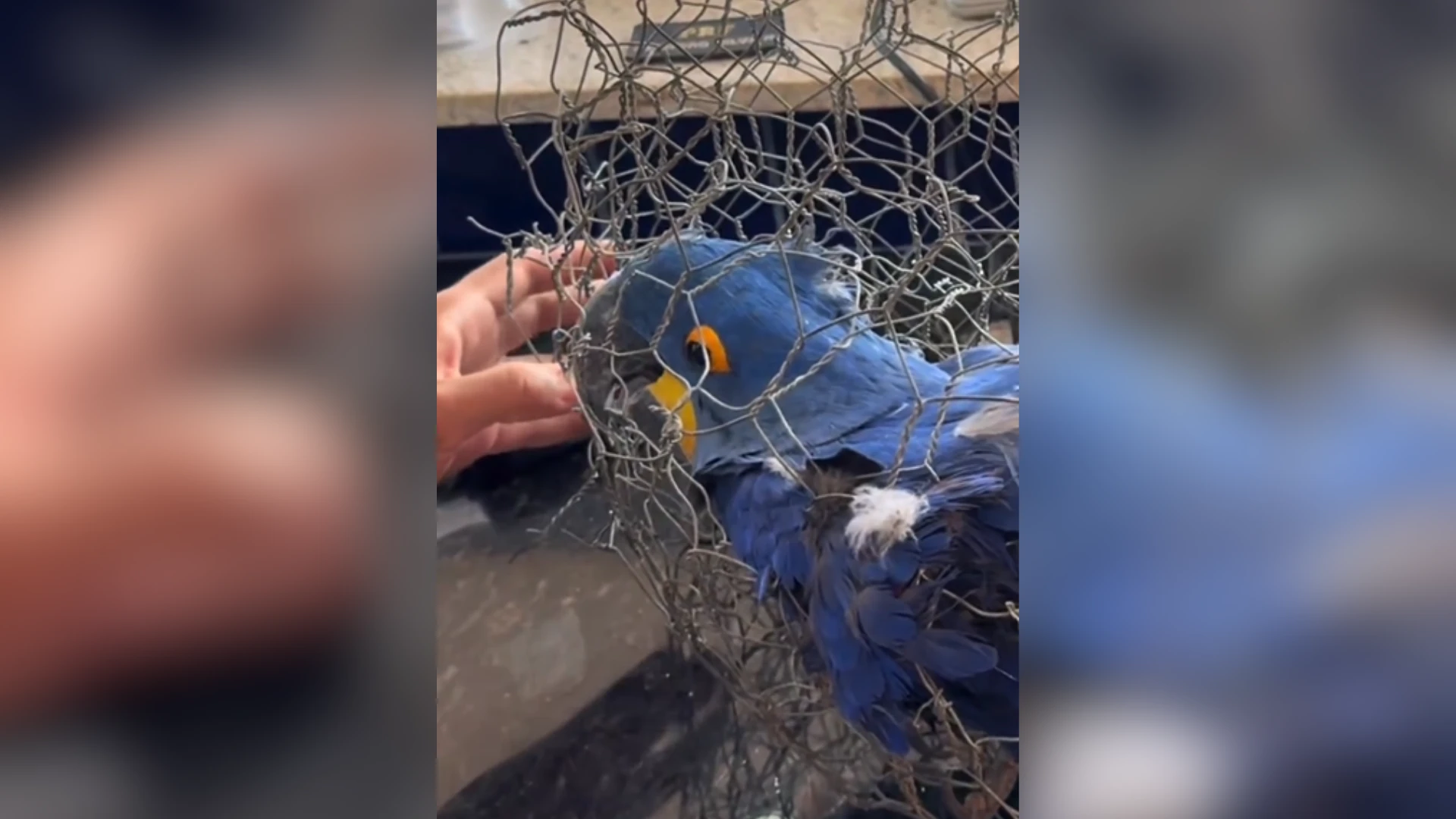 Arara-azul morre após ser presa em arame e escondida em porta-malas no PI