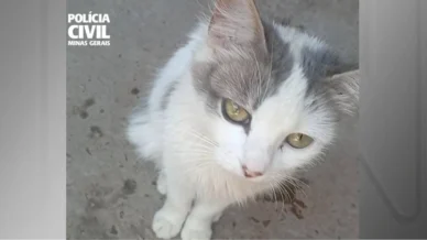 Dois homens são indiciados por morte de gata gestante em Minas Gerais