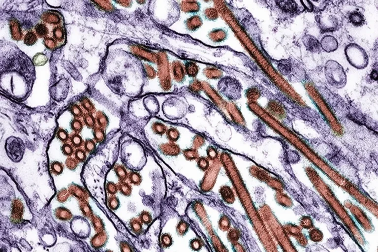 Nova vacina nasal mostra proteção promissora contra gripe aviária H5N1