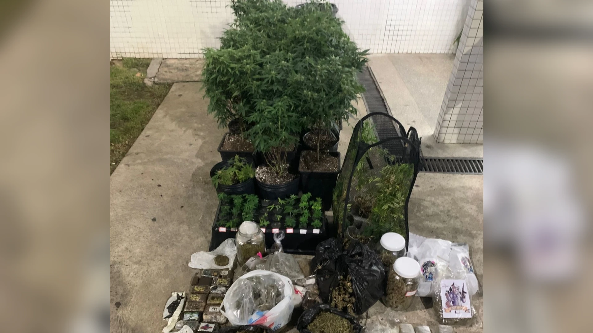 Estufas de maconha são encontradas dentro de apartamento em Salvador