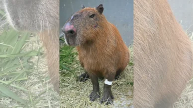 Justiça converte em preventiva prisão de seis homens por ataque a capivara