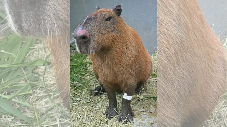Justiça converte em preventiva prisão de seis homens por ataque a capivara