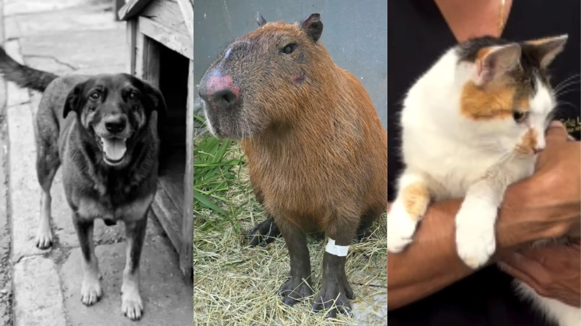 Gata, cachorro e capivara: relembre ataques recentes contra animais