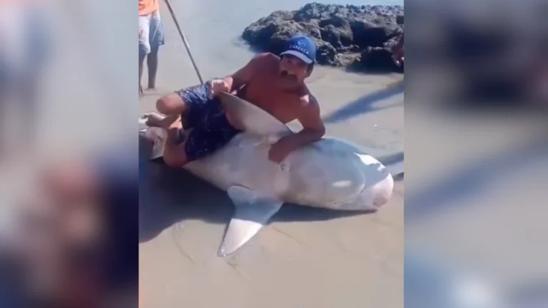 Três pescadores são multados em R$ 15 mil por mutilar tubarão em PE