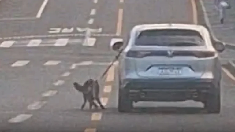 Motorista dirige carro com cachorro preso do lado de fora pela coleira no PR; veja vídeo