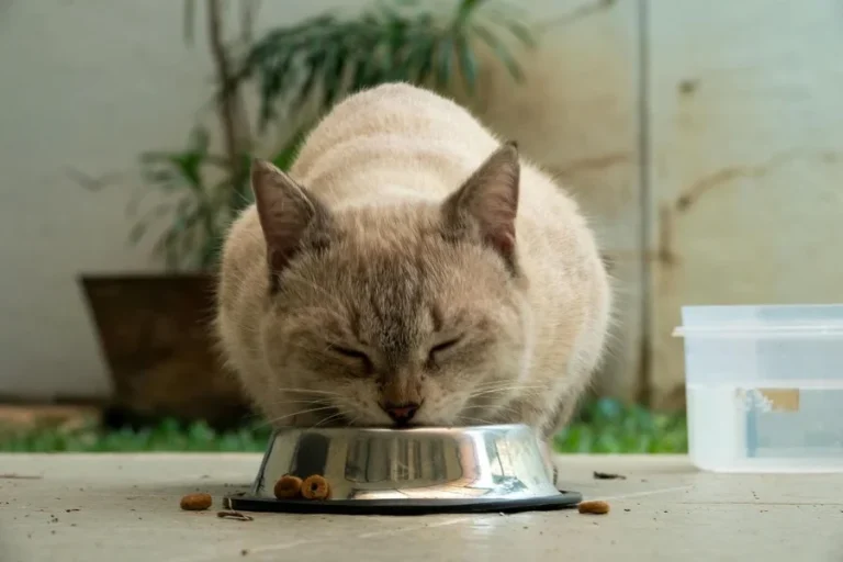 Tutora de gato será indenizada após clínica de BH errar diagnóstico