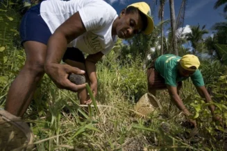 Lei reconhece quebradeiras de coco babaçu como patrimônio cultural